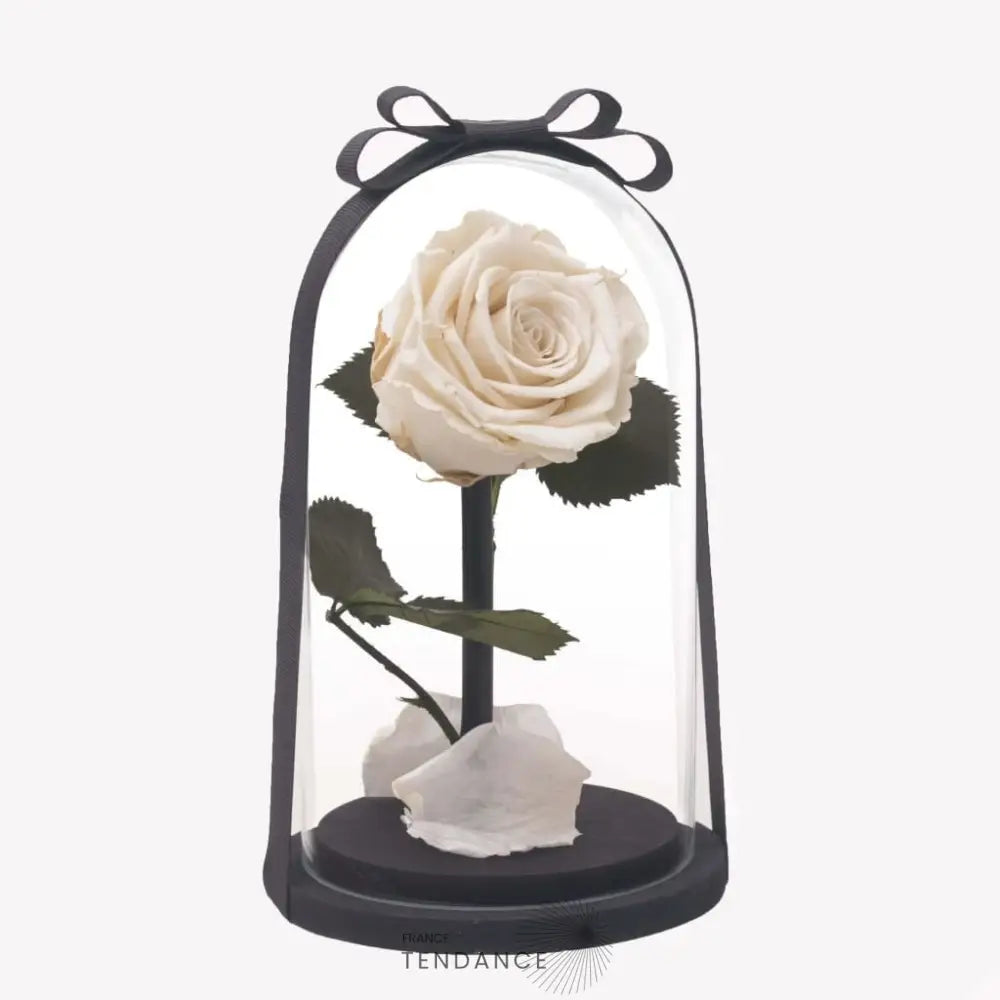 Rose éternelle Blanche | France-Tendance